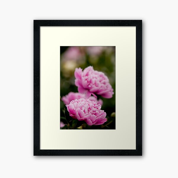 Item preview, Pivoine rose designed and sold by Michael Cummings.