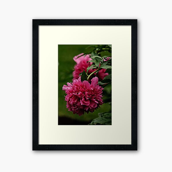Item preview, Pivoine marron designed and sold by Michael Cummings.