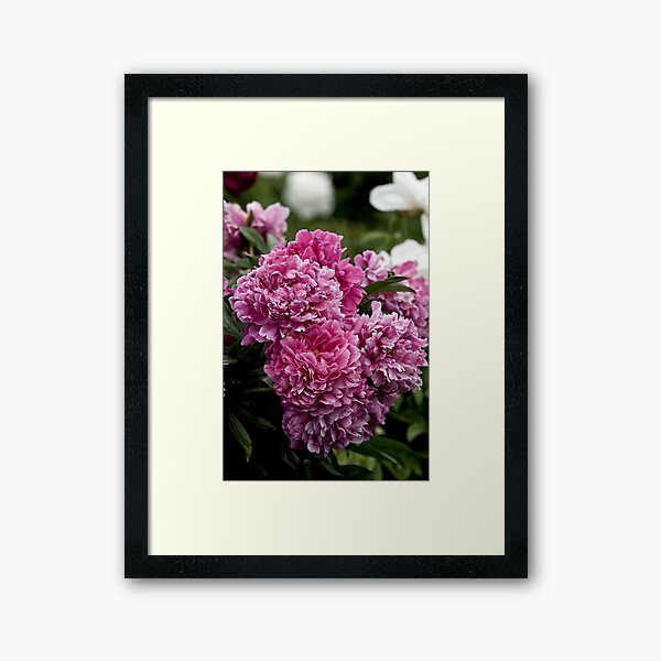 Item preview, Pivoine rose designed and sold by Michael Cummings.