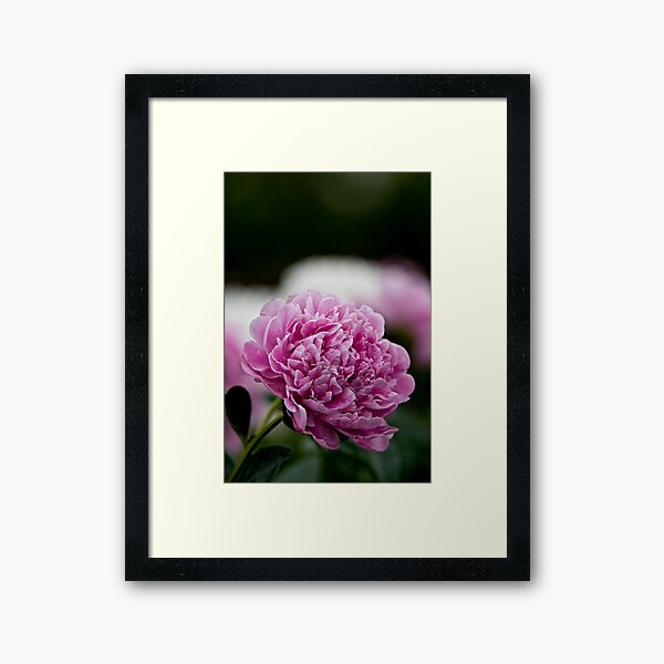 Item preview, Pivoine rose designed and sold by Michael Cummings.