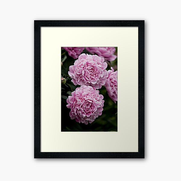 Item preview, Pivoine rose designed and sold by Michael Cummings.