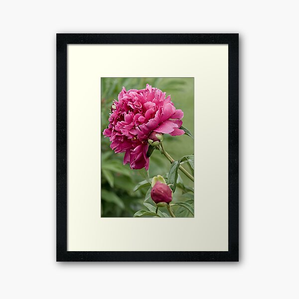 Item preview, Pivoine marron designed and sold by Michael Cummings.
