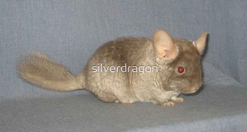 “Brown Velvet Chinchilla Kit” by silverdragon | Redbubble