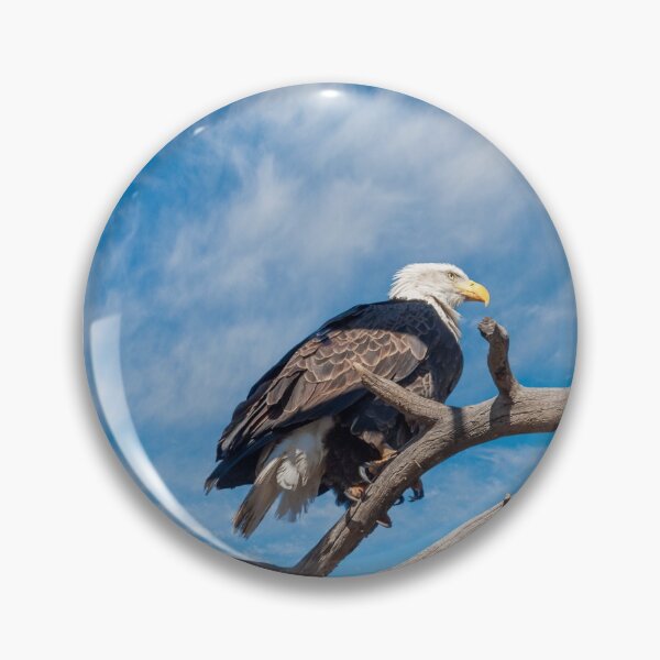 Item preview, Bald Eagle Perched in a Dead Tree designed and sold by Jeff Goulden Photography.