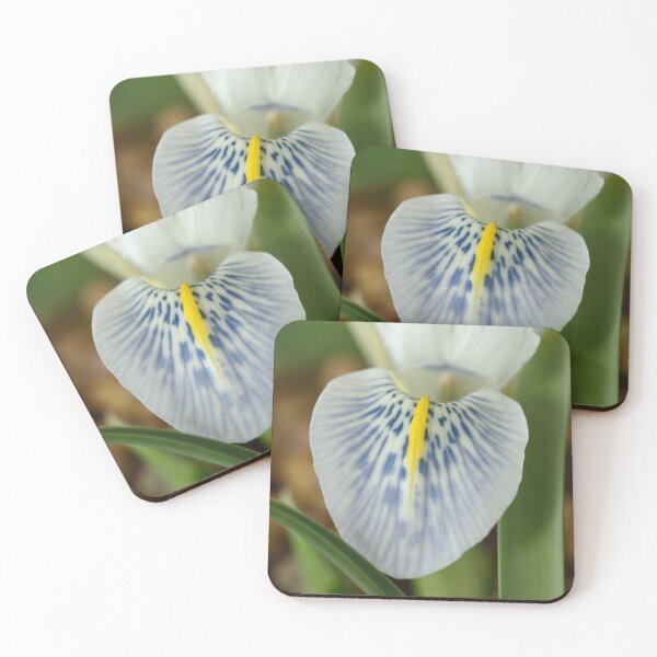 Item preview, Iris  'Polar Ice'  Reticulata  designed and sold by Chris Burrows.