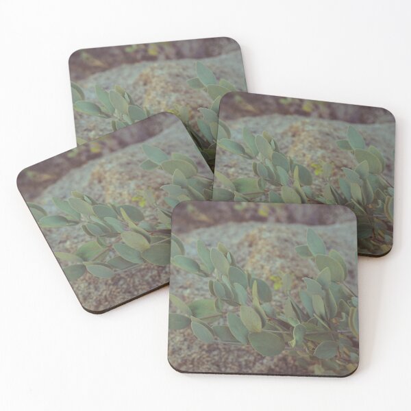Item preview, manzanita designed and sold by Lauren Hernandez.