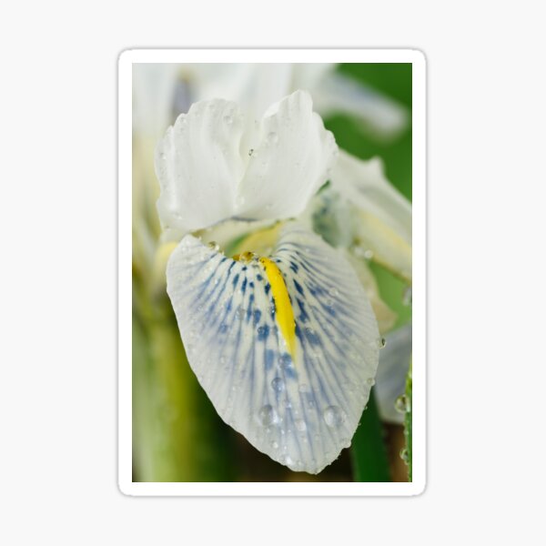 Iris reticulata 'Polar Ice'®