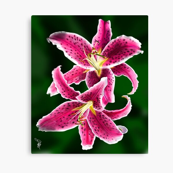 lilies Canvas Print