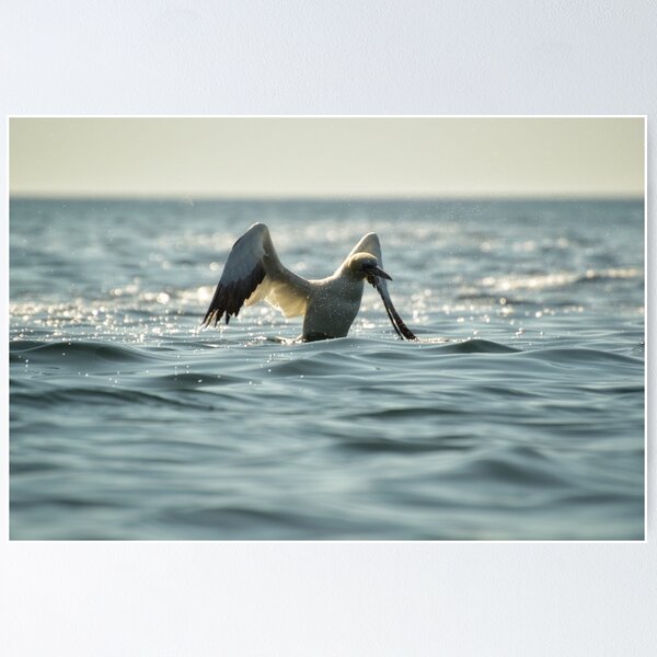 Item preview, Gannet designed and sold by photobypj.