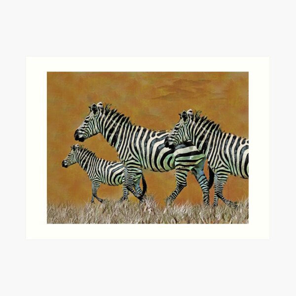 Zebra Art Print