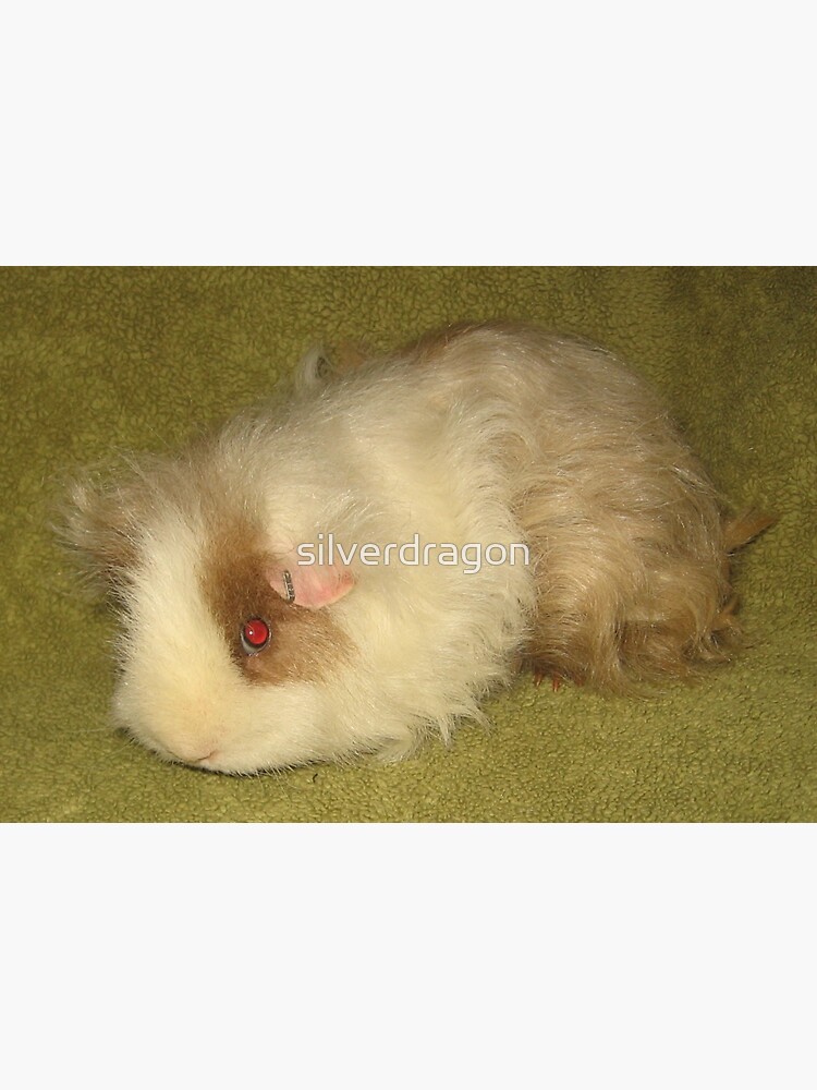 Texel Peruvian Long Hair Guinea Pig" Sticker by silverdragon