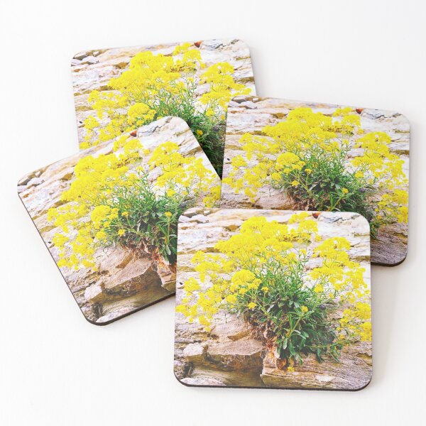 Item preview, A bush with small yellow flowers growing on an ancient wall of the Old Fortress designed and sold by helenkaiy.