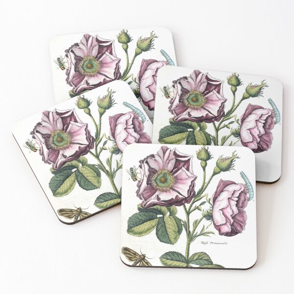 Item preview, Rosa provincialis Vintage Botanical Print  designed and sold by Douglas E. Welch Design and Photography.
