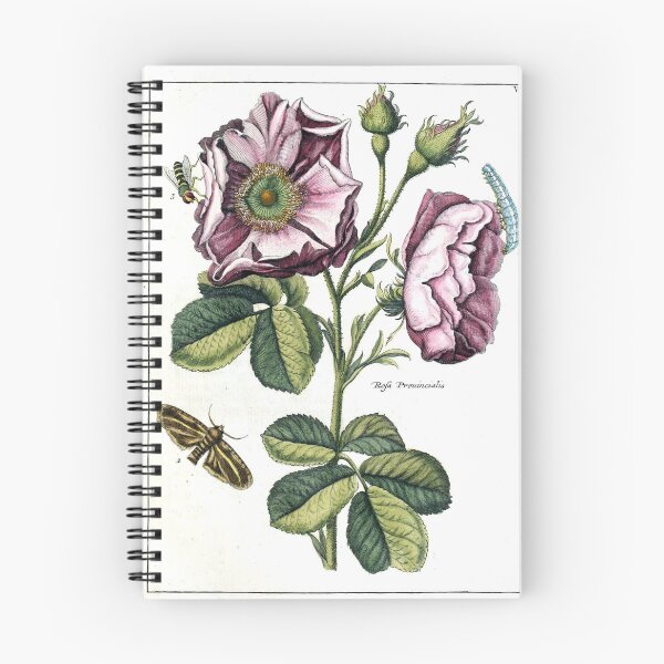 Item preview, Rosa provincialis Vintage Botanical Print  designed and sold by Douglas E. Welch Design and Photography.