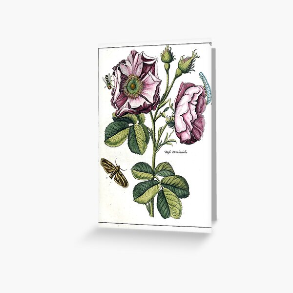 Rosa provincialis Vintage Botanical Print Greeting Card