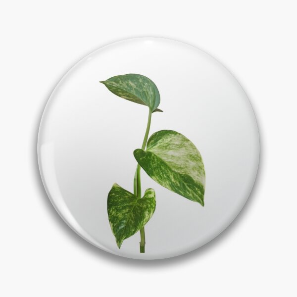 Item preview, Pothos designed and sold by LizardRoom.