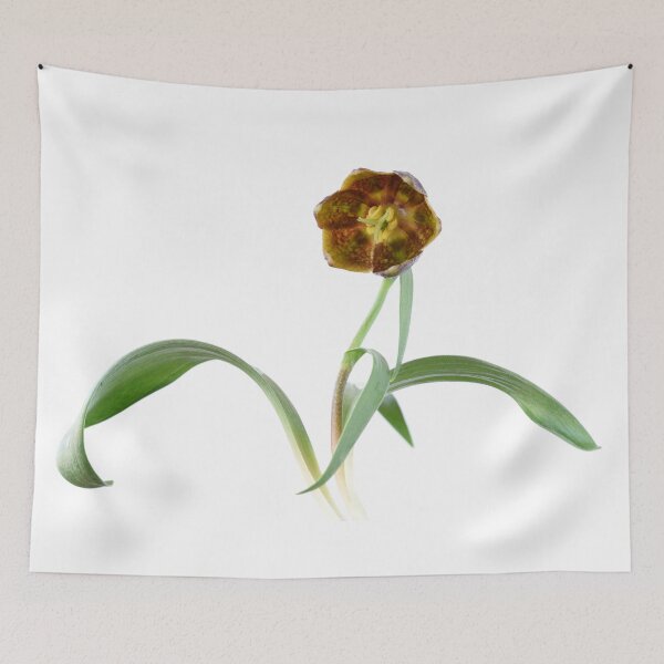 Item preview, Fritillaria davisii  Davis fritillary  designed and sold by Chris Burrows.