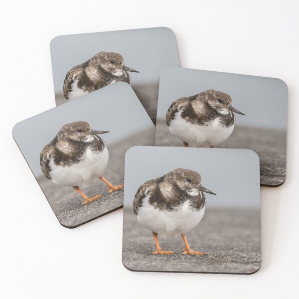 Item preview, Ruddy turnstone, Cute looking bird, at Azores islands. designed and sold by AylaHarbich.