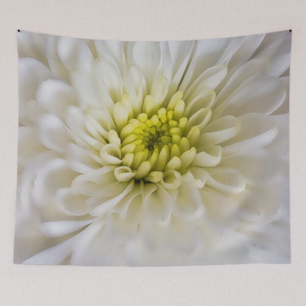 Item preview, Chrysanthemum flower with softened edges designed and sold by Graphics By Craig.