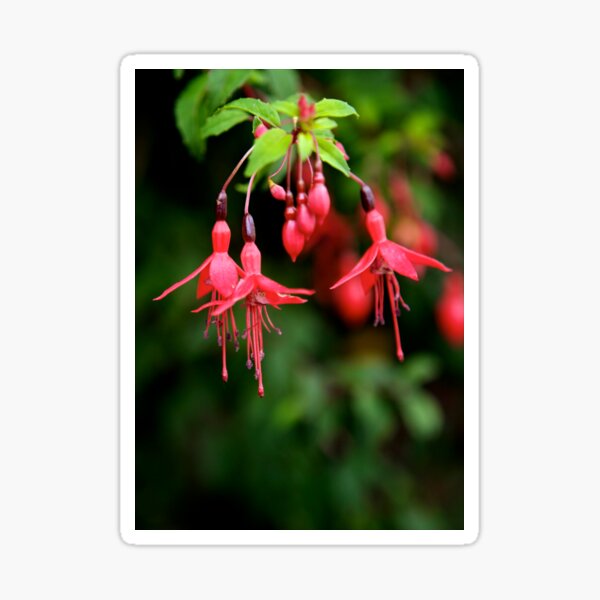 Fuchsia Hedge at Loch Na Fooey 3 Sticker