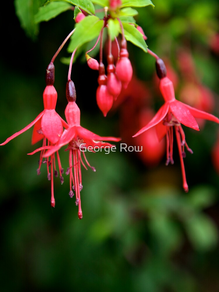 Fuchsia Hedge at Loch Na Fooey 3 by VeryIreland