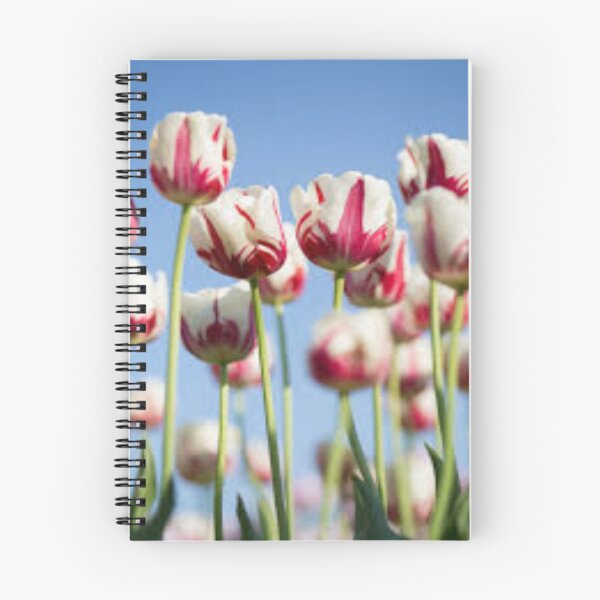 Item preview, lovely red and white tulips designed and sold by nigejohn.