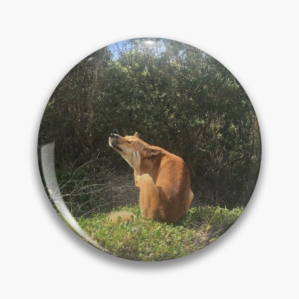 Item preview, Australian dingo scratching designed and sold by Captain-Jackson.