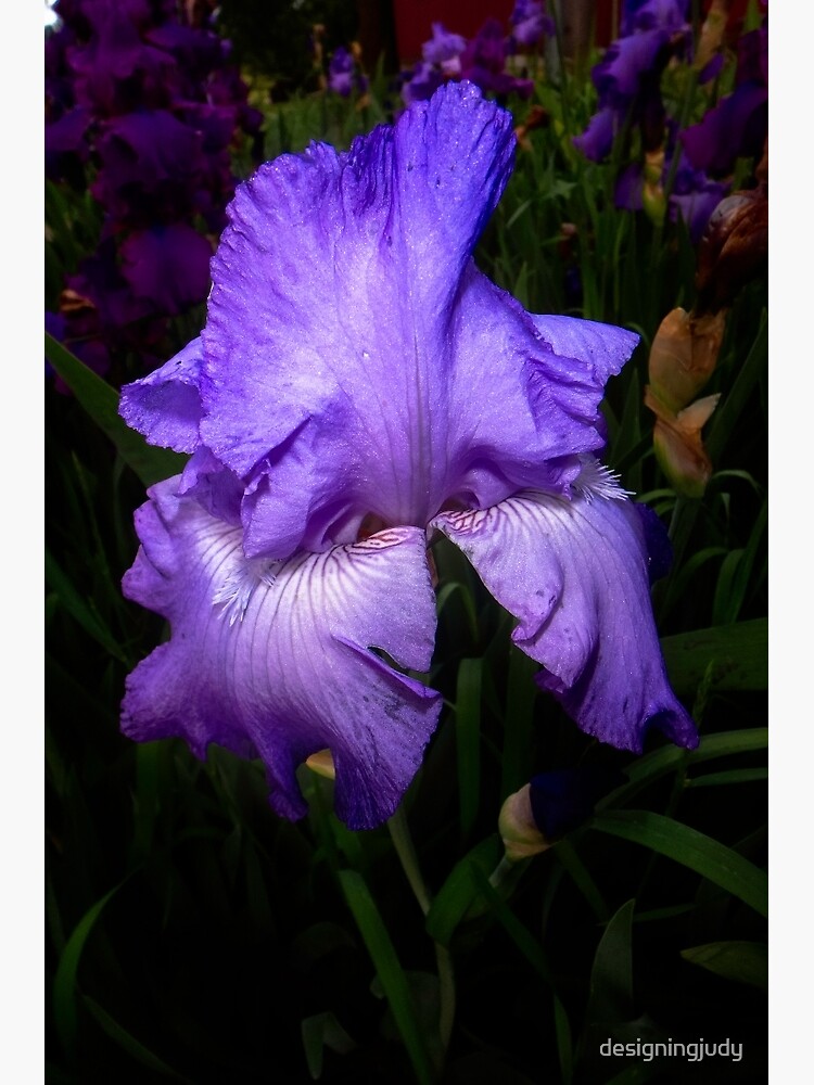 "Iris" Framed Art Print by designingjudy | Redbubble