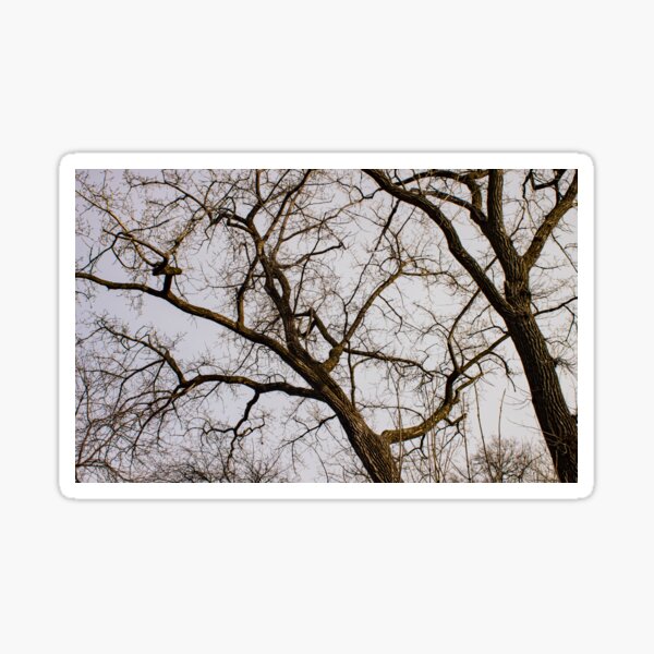 Item preview, Elm So Twisted designed and sold by stephenralph.