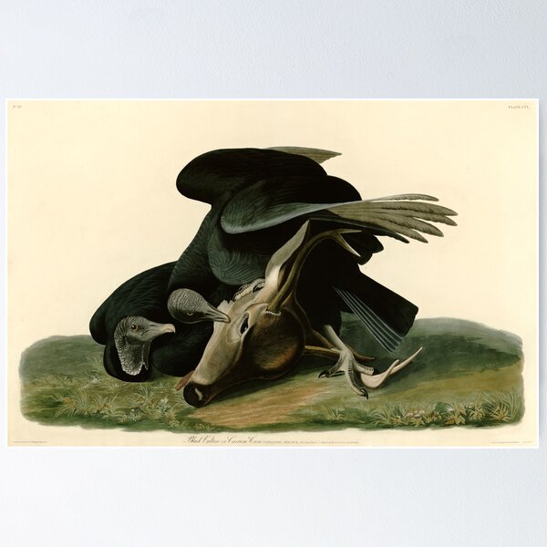 Item preview, Black Vulture or Carrion Crow, Birds of America designed and sold by nextstepdesigns.