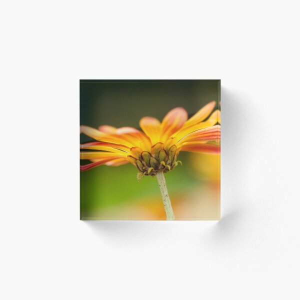 Item preview, Underneath orange Daisy  designed and sold by Efineart.