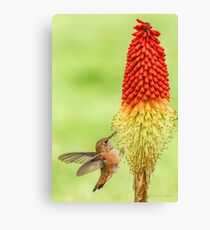 FEEDING FLEDGLING Canvas Print