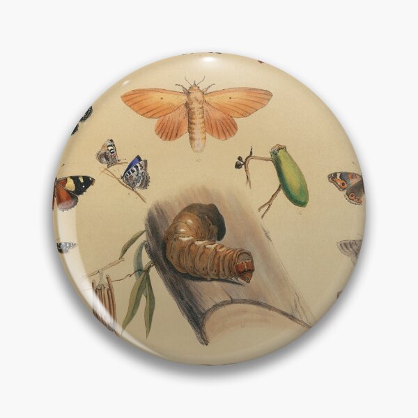 Item preview, Entomology of South Australia - Lepidoptera  designed and sold by State Library of South Australia.