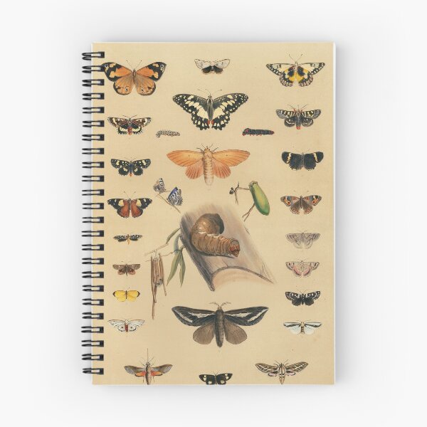 Item preview, Entomology of South Australia - Lepidoptera  designed and sold by State Library of South Australia.