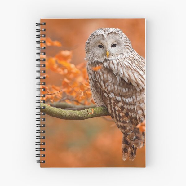Item preview, Ural Owl in Autumn designed and sold by Maddie4Real.