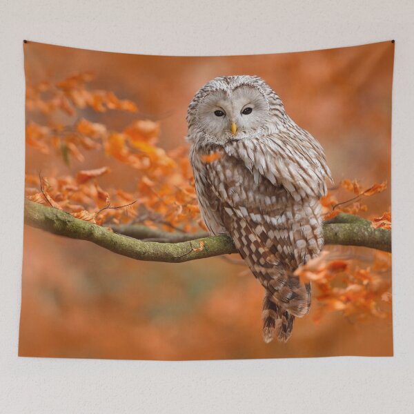 Item preview, Ural Owl in Autumn designed and sold by Maddie4Real.