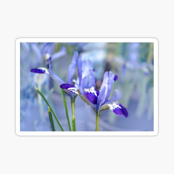 Item preview, Dreamy Irises designed and sold by Alisonchambers2.