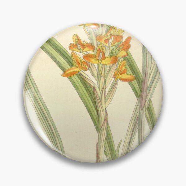 Item preview, Disa incarnata Curtis' 118 (Ser. 3 no. 48) pl 7243 (1892) designed and sold by EsotericBotanic.