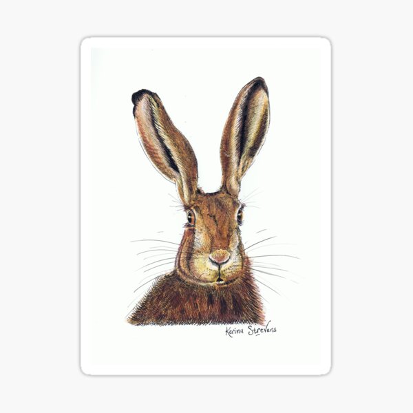 Hare Colour Sticker