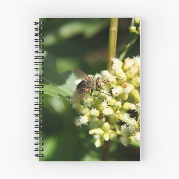 Artikelvorschau, Brown Eyed Fly auf einem Busch entworfen und verkauft von rhamm.