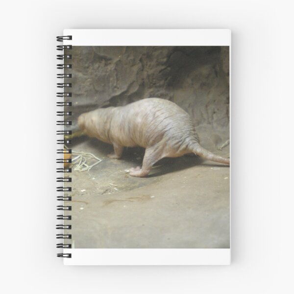 Item preview, Hairless Mole Rat designed and sold by AuntieBarbie.