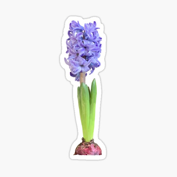 hyacinth Sticker