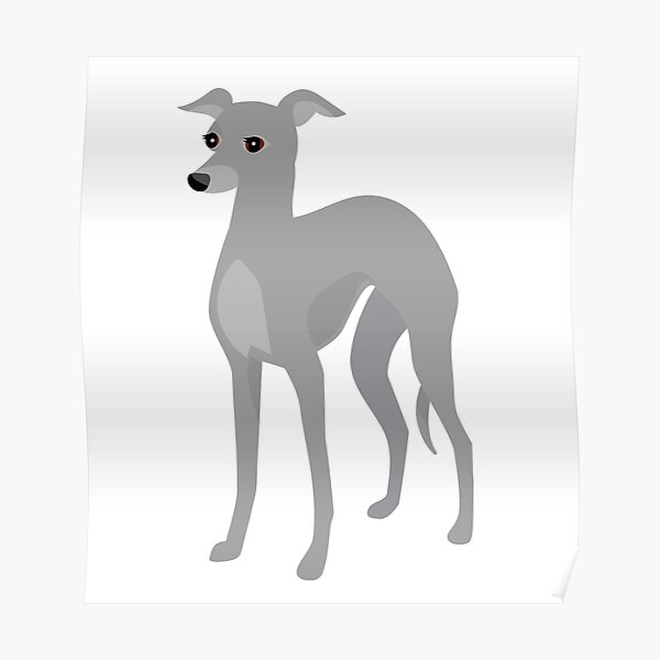 Grey Coated Italian Greyhound or Whippet Grey Coated Italian Greyhound or Whippet