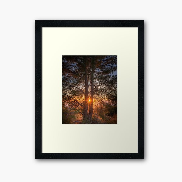 Framed Print