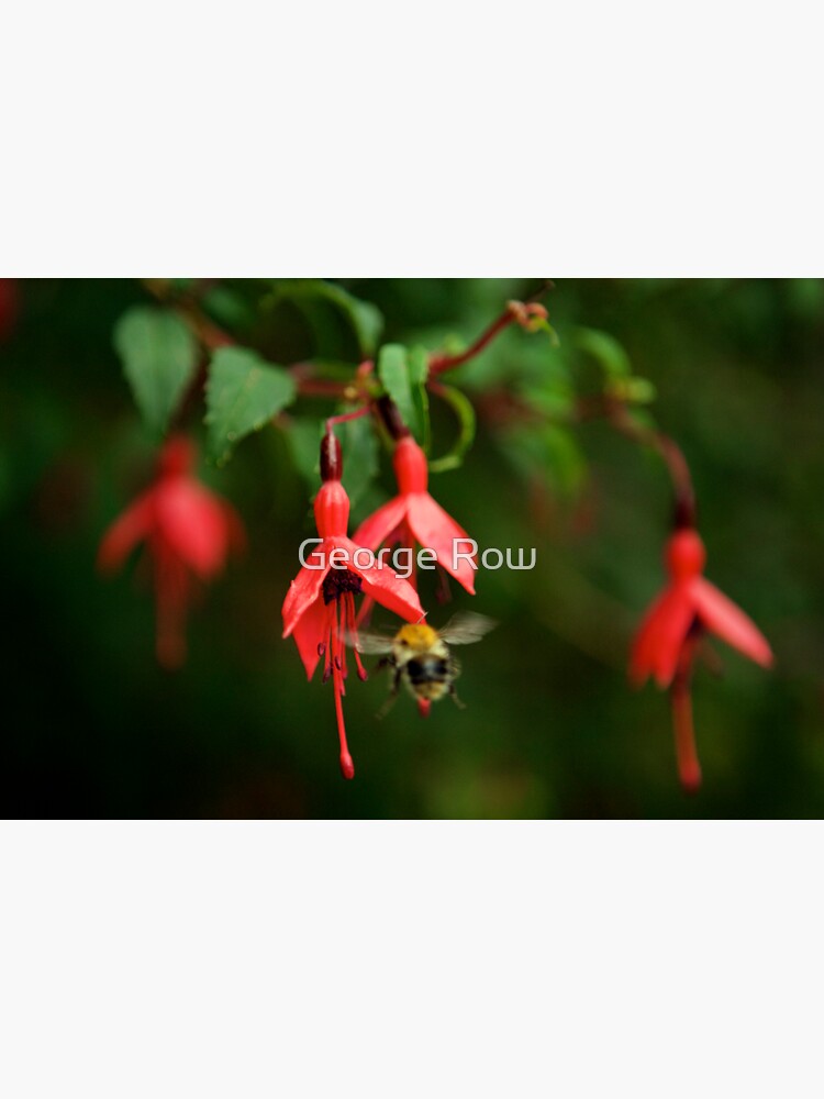 Fuchsia at Loch Na Fooey (wide) by VeryIreland