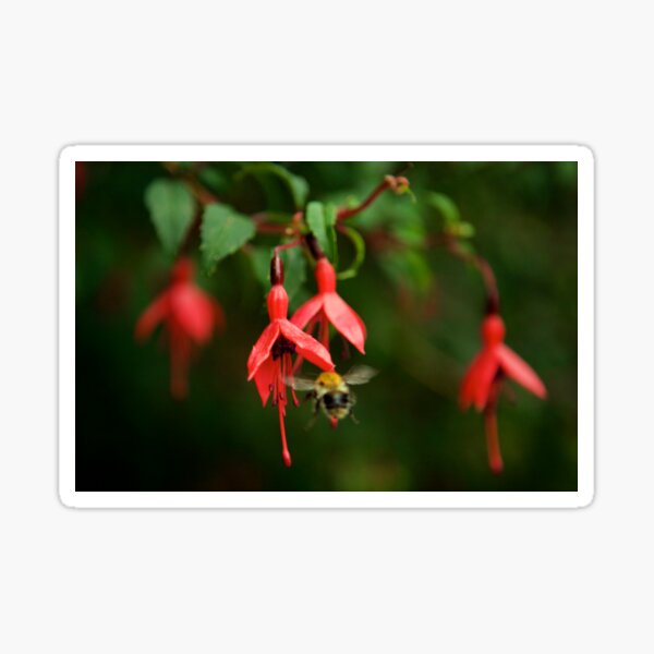 Fuchsia at Loch Na Fooey (wide) Sticker