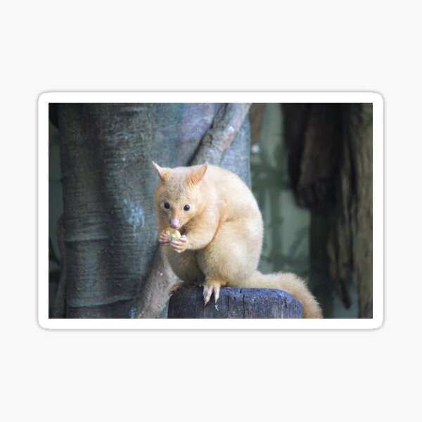 Item preview, Golden Brushtail Possum designed and sold by LeanneAllen.