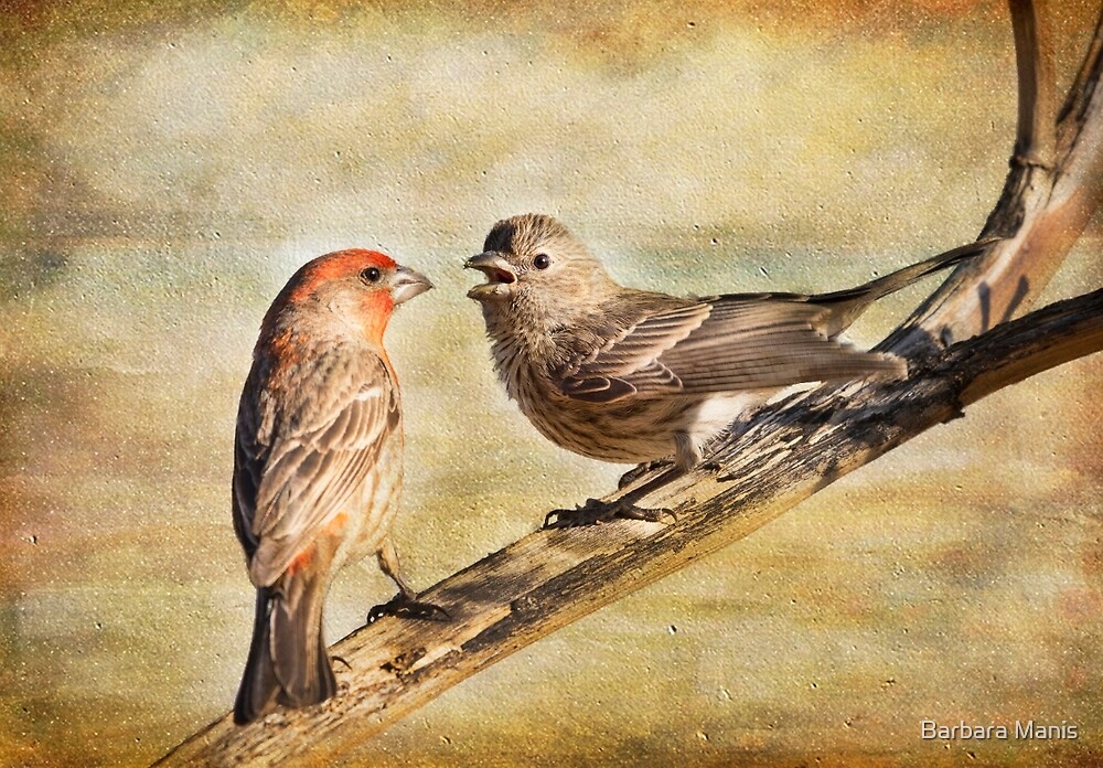 society finches male female characteristics