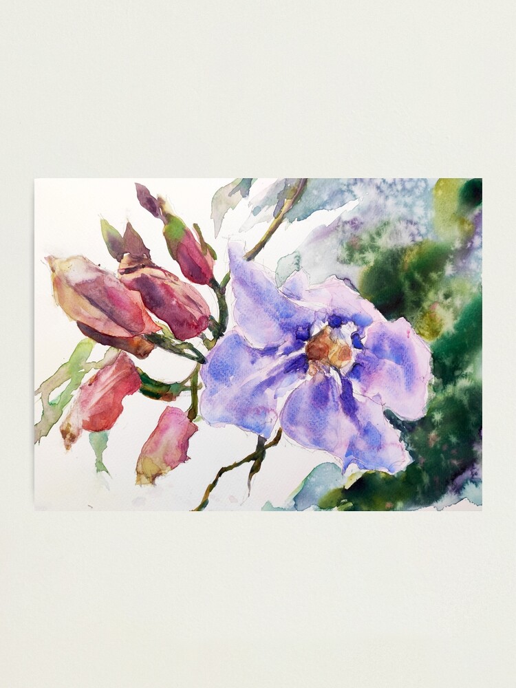 Lámina fotográfica «Thunbergia laurifolia - Laurel clockvine - Vid de  trompeta azul - Flor exótica - Acuarela botánica - Violeta» de lyatee |  Redbubble