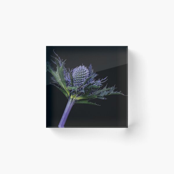 Item preview, Sea Holly, blue flower designed and sold by kathleenjean.